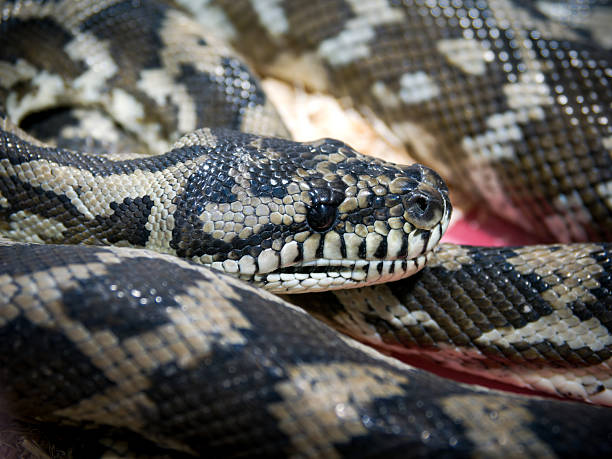 Detailed close-up of a non-venomous carpet python (Morelia spilota variegata), an Australian reptile species, highlighting its patterned scales and head in a terrarium environment.