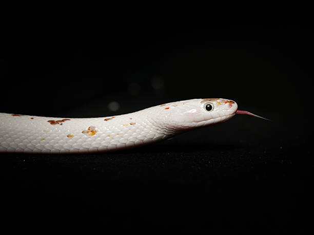 istock Adult corn snake in terrarium (Pantherophis guttatus) 2252557561