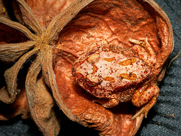 Close-up of a Cranwell’s horned frog, Ceratophrys cranwelli, photographed in a terrarium. Captive bred ceratophryid amphibian native to South America.