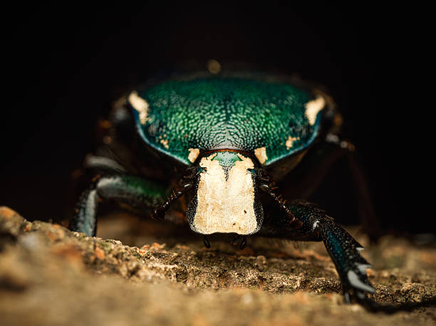 Macro close-up views of an African giant flower beetle (Dicronorhina derbyana derbyana), a large tropical scarab beetle, highlighting its metallic green coloration, textured elytra and head details.