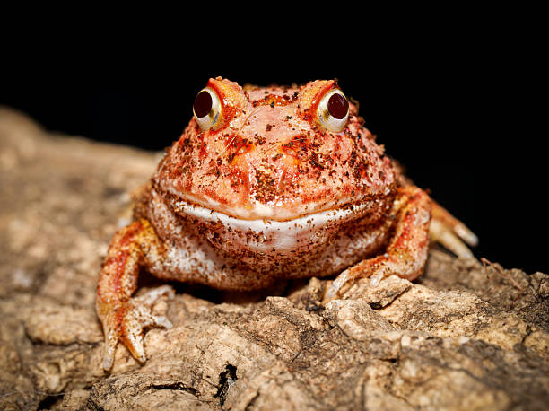 istock Cranwell’s horned frog in terrarium (Ceratophrys cranwelli) 2252557597