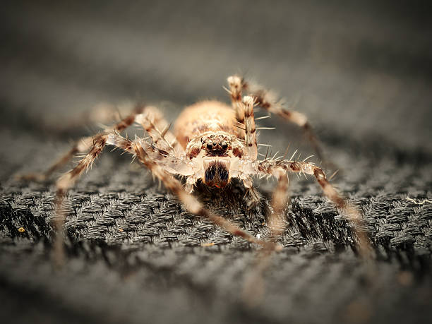 Spider macro details close up photo