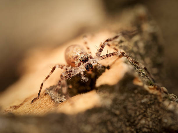 istock Juvenile huntsman spider (Heteropoda boiei) macro close-up 2252557644