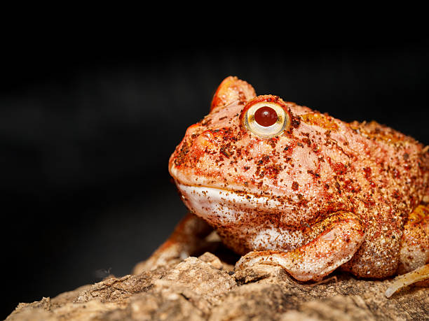 istock Cranwell’s horned frog in terrarium (Ceratophrys cranwelli) 2252557650