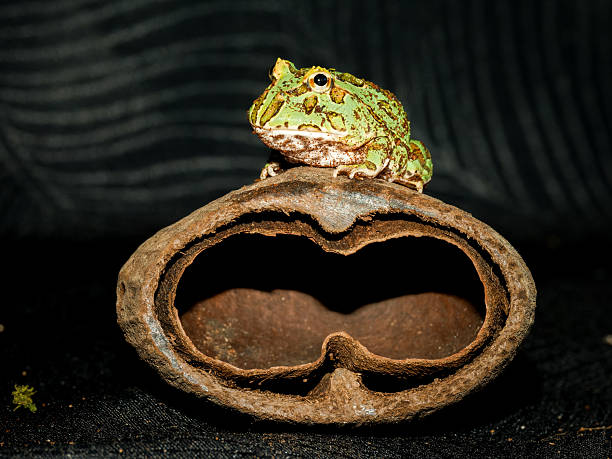 common toad holds thumb of hand and looks very funny. Thumbs up with small hand from common toad. amphibian behind thumb and green blurred background.
