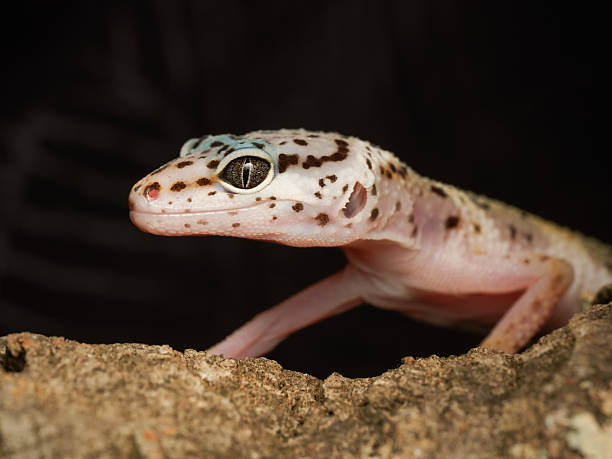 istock Leopard gecko (Eublepharis macularius) in terrarium, close-up portrait 2252557916