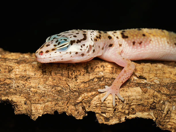 istock Leopard gecko (Eublepharis macularius) in terrarium, close-up portrait 2252558038