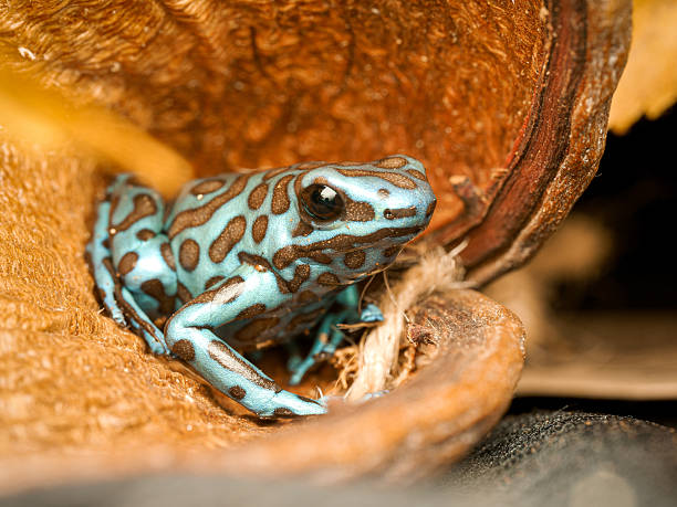 istock Green and black poison dart frog in terrarium (Dendrobates auratus) 2252558073