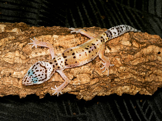 istock Leopard gecko (Eublepharis macularius) in terrarium, close-up portrait 2252558093