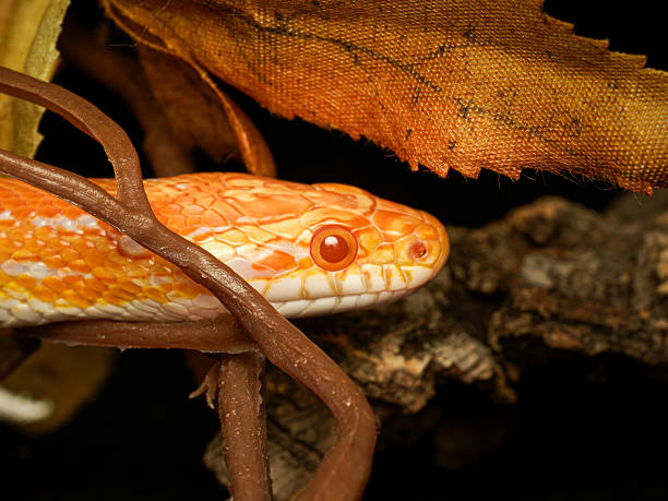 Snake - Albino python