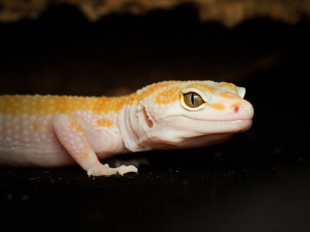 istock Leopard gecko (Eublepharis macularius) in terrarium, close-up portrait 2252558130