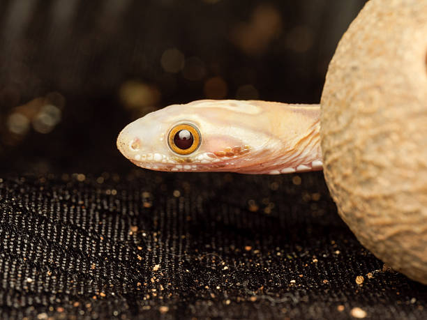 Close-up of a juvenile corn snake, Pantherophis guttatus, photographed in a terrarium. Captive bred colubrid snake commonly kept in terrariophilia and exotic pet collections.