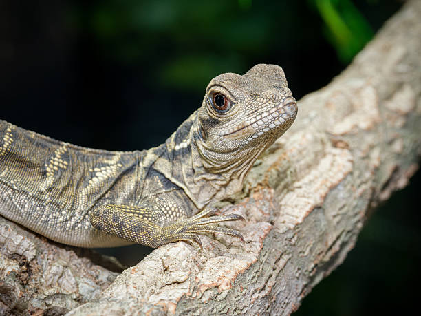 istock Philippine sailfin lizard in terrarium (Hydrosaurus microlophus) 2252558215