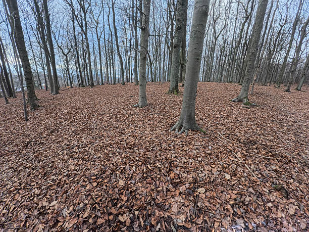Vivid autumn scenery featuring a forest setting with colorful foliage, scattered fallen leaves, and moss-covered stones. Dominated by deciduous trees, including Quercus species, showcasing warm and earthy seasonal tones, inviting tranquility and calm.