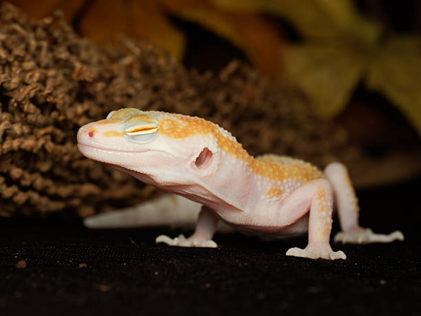 istock Leopard gecko (Eublepharis macularius) in terrarium, close-up portrait 2252558249