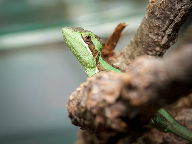 istock Long-legged dragon lizard in terrarium (Laemanctus longipes) 2252558329