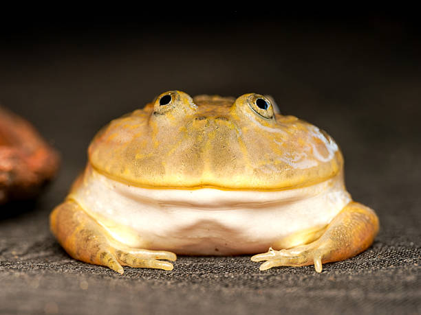 istock Budgett’s frog in terrarium (Lepidobatrachus laevis) 2252558538