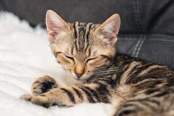 istock Close-up of a sleeping kitten on a soft blanket in a cozy home environment 2252559150