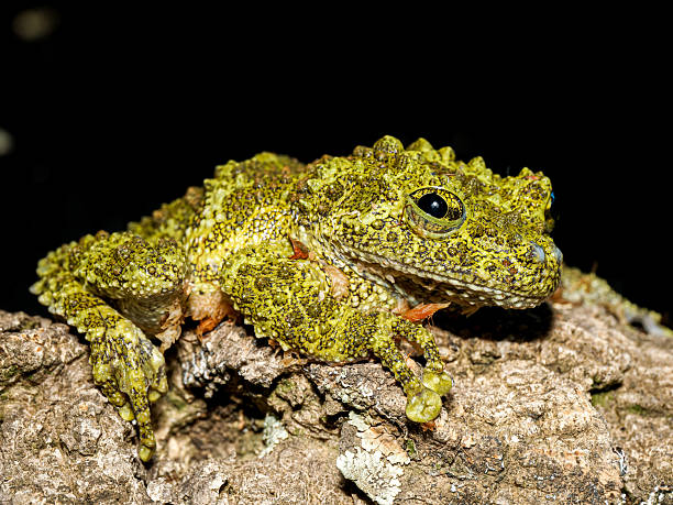 istock Vietnamese mossy frog in terrarium (Theloderma corticale) 2252559337