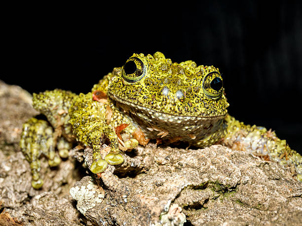 istock Vietnamese mossy frog in terrarium (Theloderma corticale) 2252559477