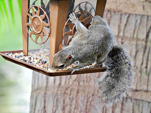 istock Gray Squirrel  (Sciurus carolinensis) - eating birdseed from a birdfeeder 2252561000