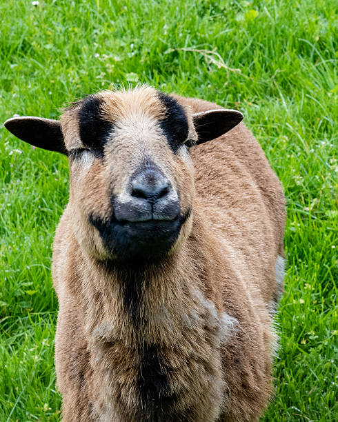 istock Friendly brown sheep smiling in a green field during a sunny afternoon in springtime 2252562350