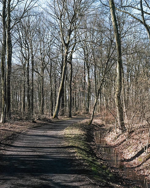istock Serene forest path winding through tall trees in early spring with a nearby stream 2252562417