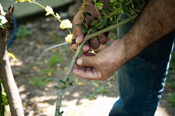 istock Farmer's hands preparing an olive sapling for grafting, performing a skilled horticulture technique for traditional agriculture and sustainable farming practices 2252564743