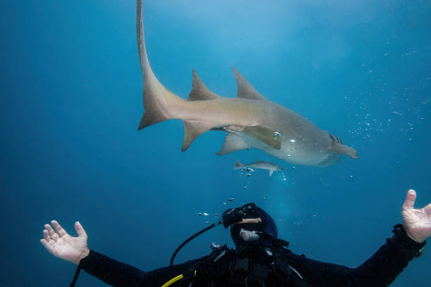Scuba diver reaching out with open hands, interacting with a graceful nurse shark swimming above, displaying curiosity during a thrilling underwater adventure in the deep blue ocean
