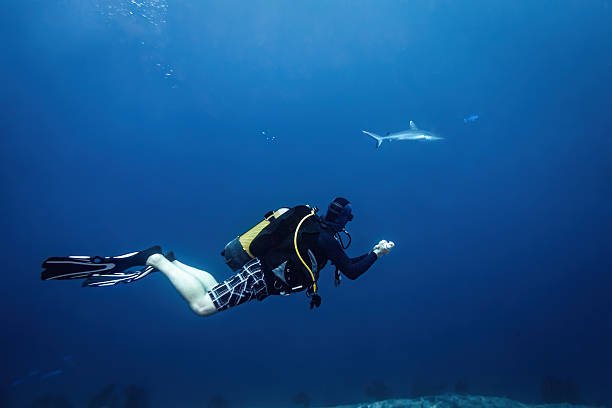 istock Scuba diver encountering reef shark while exploring deep blue ocean waters during an adventurous underwater diving trip in the Maldives for marine wildlife observation 2252565689