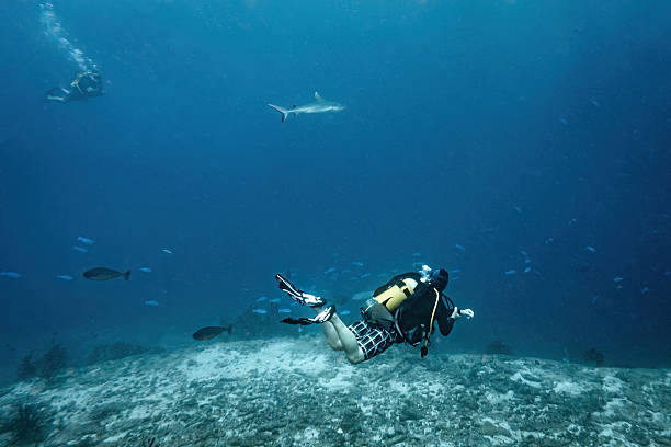 istock Scuba diver encountering a reef shark while exploring the vibrant coral reef and diverse marine life in the clear blue waters of the Maldives 2252565700
