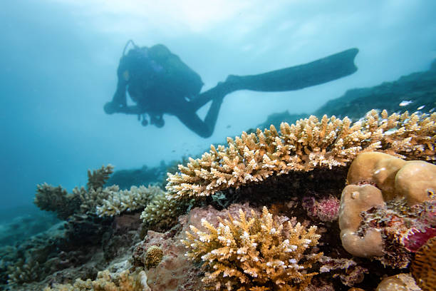 Scuba diver explores vibrant, sunlit coral reef teeming with colorful marine life in clear tropical waters  peaceful underwater adventure in a healthy, pristine ocean habitat