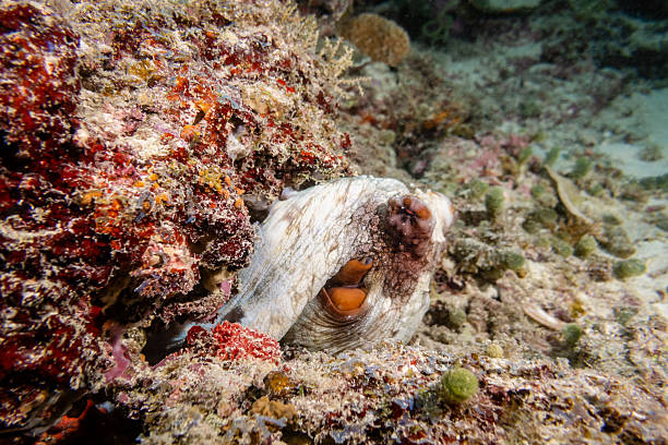 Octopus camouflaging on a vibrant coral reef, blending perfectly with the colorful natural patterns creating an incredible display of marine wildlife in the Indian Ocean