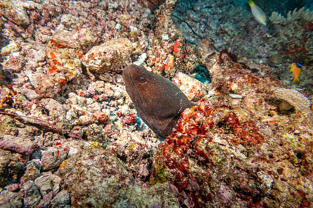 Moray eel looking out from its secure spot within a diverse coral reef, part of an active underwater world showcasing rich biodiversity and marine biology in the tropical Maldives