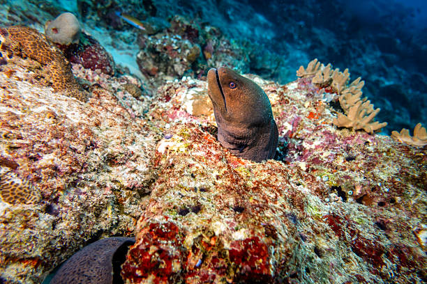 Moray eel emerging from a vibrant coral reef, its head visible among the rocks, showcasing the diverse ecosystem and fascinating marine life found while diving in the Maldives