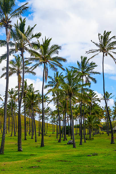 istock Tropical palm paradise on the Easter Island. Lush grass and tall palm trees 2252565949