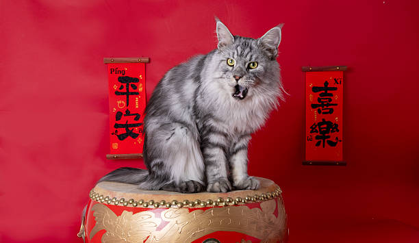 istock Photographing cats during festive occasions 2252566306