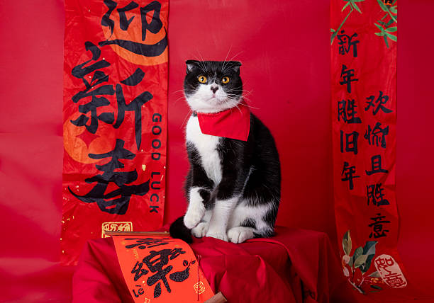 Taking pictures of cats on a red background during the festive New Year celebrations