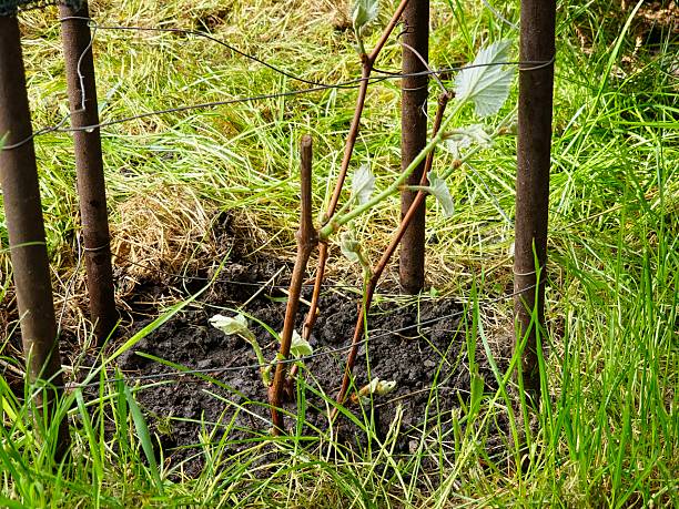 istock Grape cuttings sprouted and planted in the ground. Preparing for vineyard expansion. Germination of vines. The process of rooting vines before planting in the ground. 2252566599