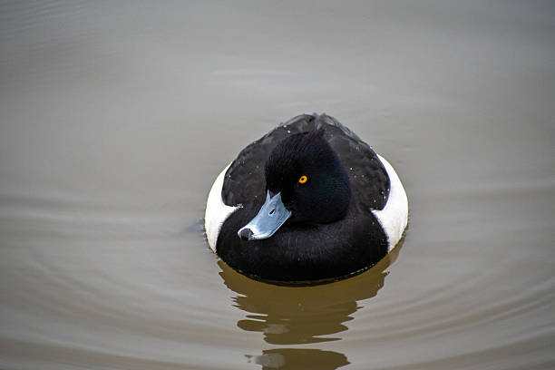 istock A male Tufted duck on the water. 2252567012