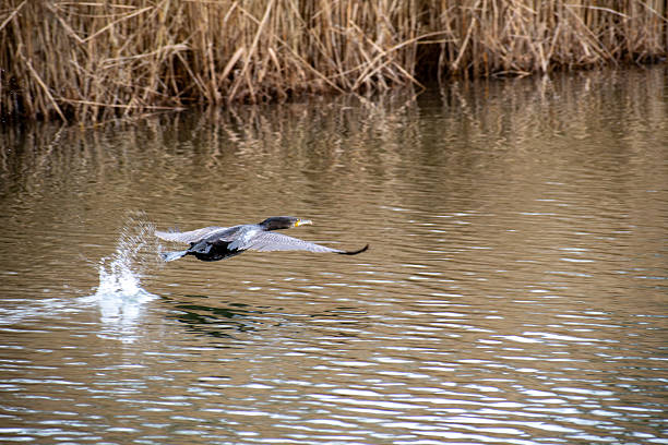 A Cormorant in flight over the water on a small lake in Nottinghamshire, UK.