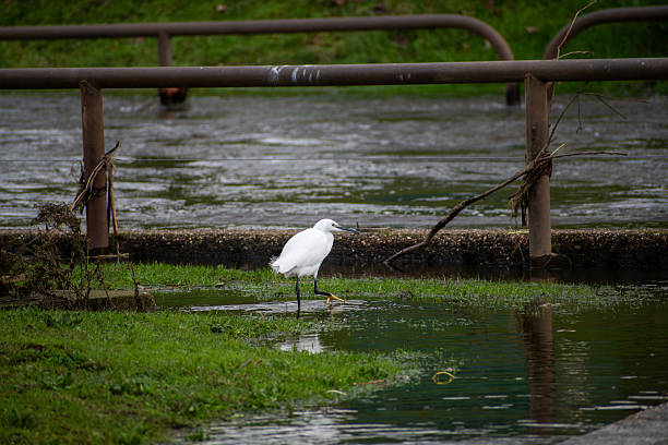A Little Egret standing in a pool of rainwater in Nottinghamshire, UK.