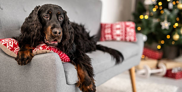 istock Scottish Setter In Christmas Decor Home 2252567377