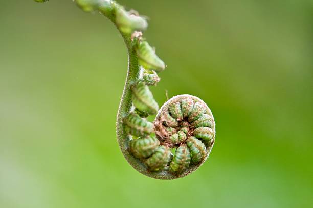 Unfurling fern frond