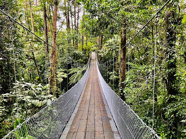 A suspension bridge spanning over a flowing river, surrounded by lush trees and vibrant greenery in the background
