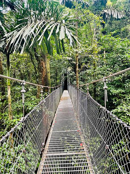 istock Hanging bridge in costa rica in a jungle 2252568214