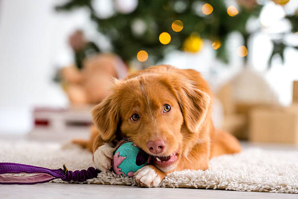 istock Nova Scotia Duck Tolling Retriever 2252568254