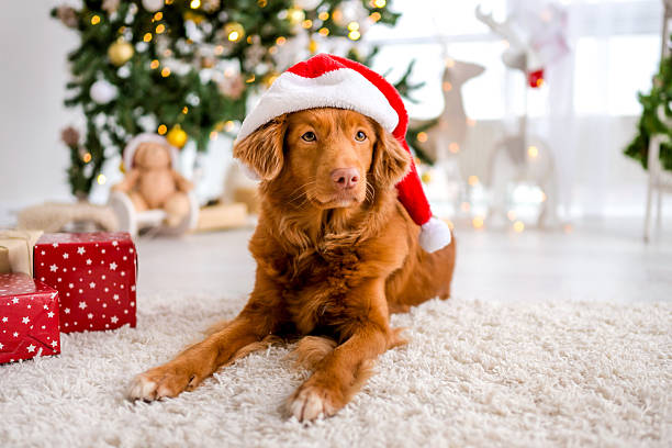 istock Nova Scotia Duck Tolling Retriever Wearing Santa Hat 2252568474
