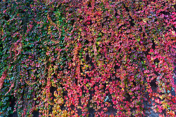 Dense ivy wall transforms with autumnal hues, showcasing a rich spectrum from deep greens to fiery reds and oranges. A vibrant, natural texture for backgrounds.