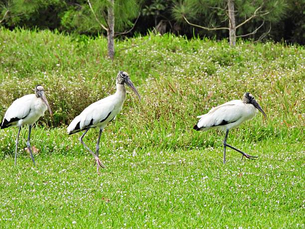 istock Wood Storks (Mycteria americana) - walking in the grass 2252572385